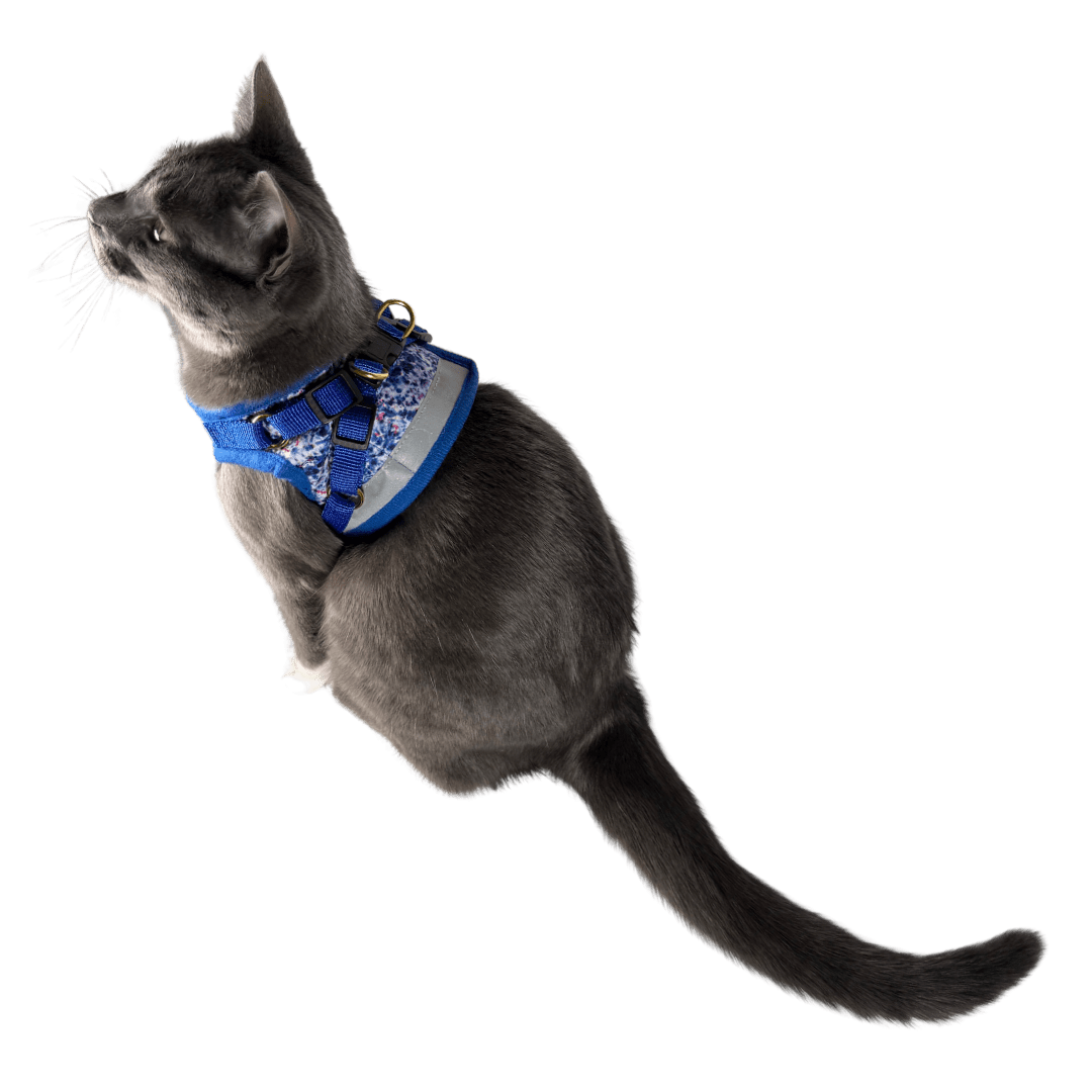 #Color_The Groovy Cat