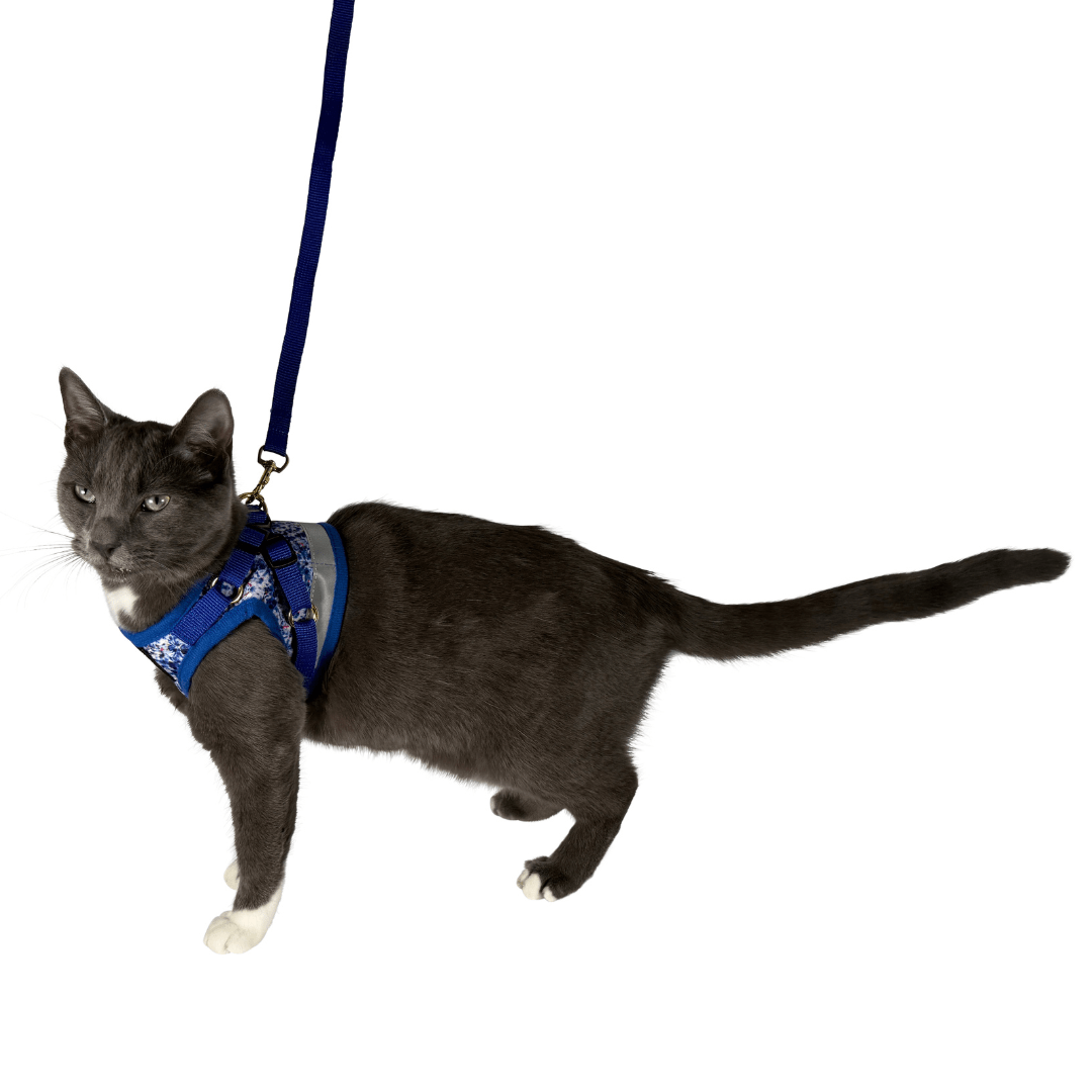 #Color_The Groovy Cat